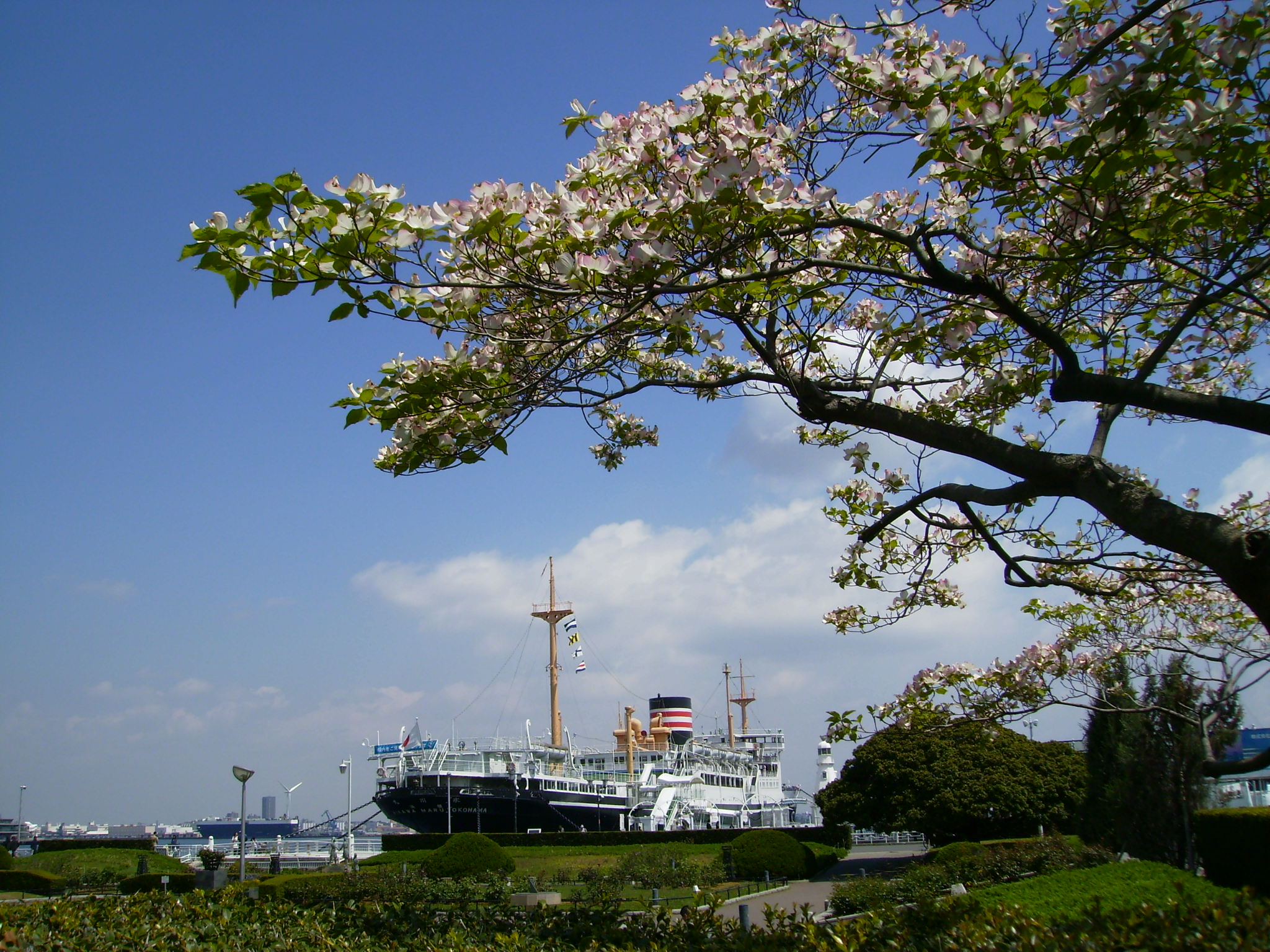 シダレ桜と氷川丸